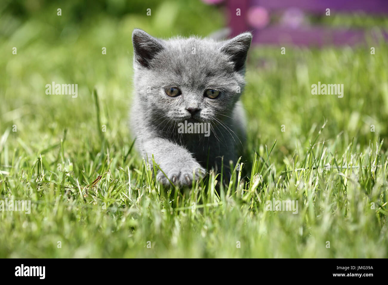 British Shorthair. Gray kitten (6 weeks old) walking on a lawn. Germany Stock Photo