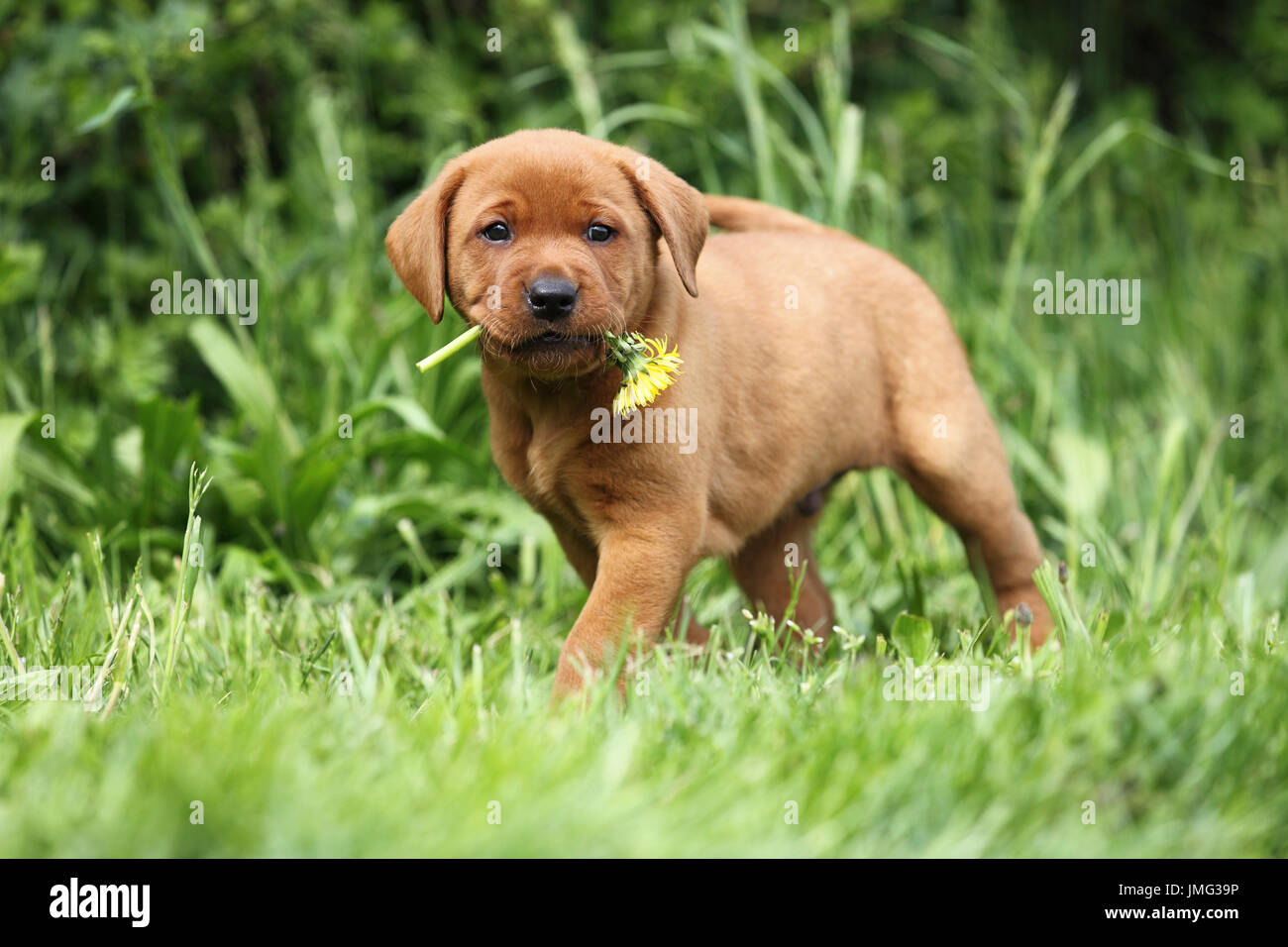 How Long Should I Walk My Lab Puppy