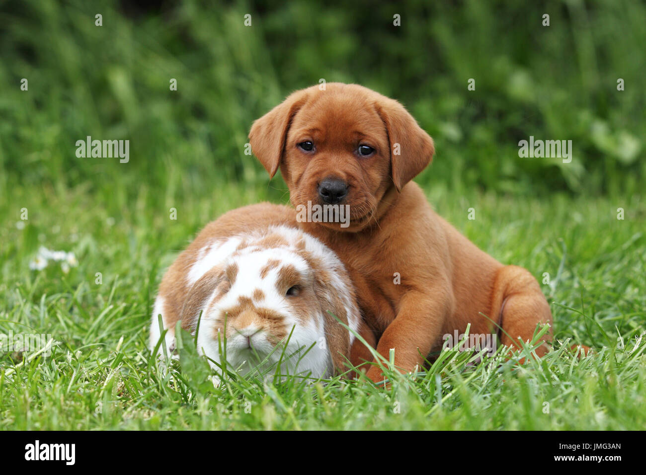 Labrador Retriever and Dwarf Lop-eared bunny. Puppy (6 weeks old) and rabbit sitting next to each other on a meadow. Germany Stock Photo
