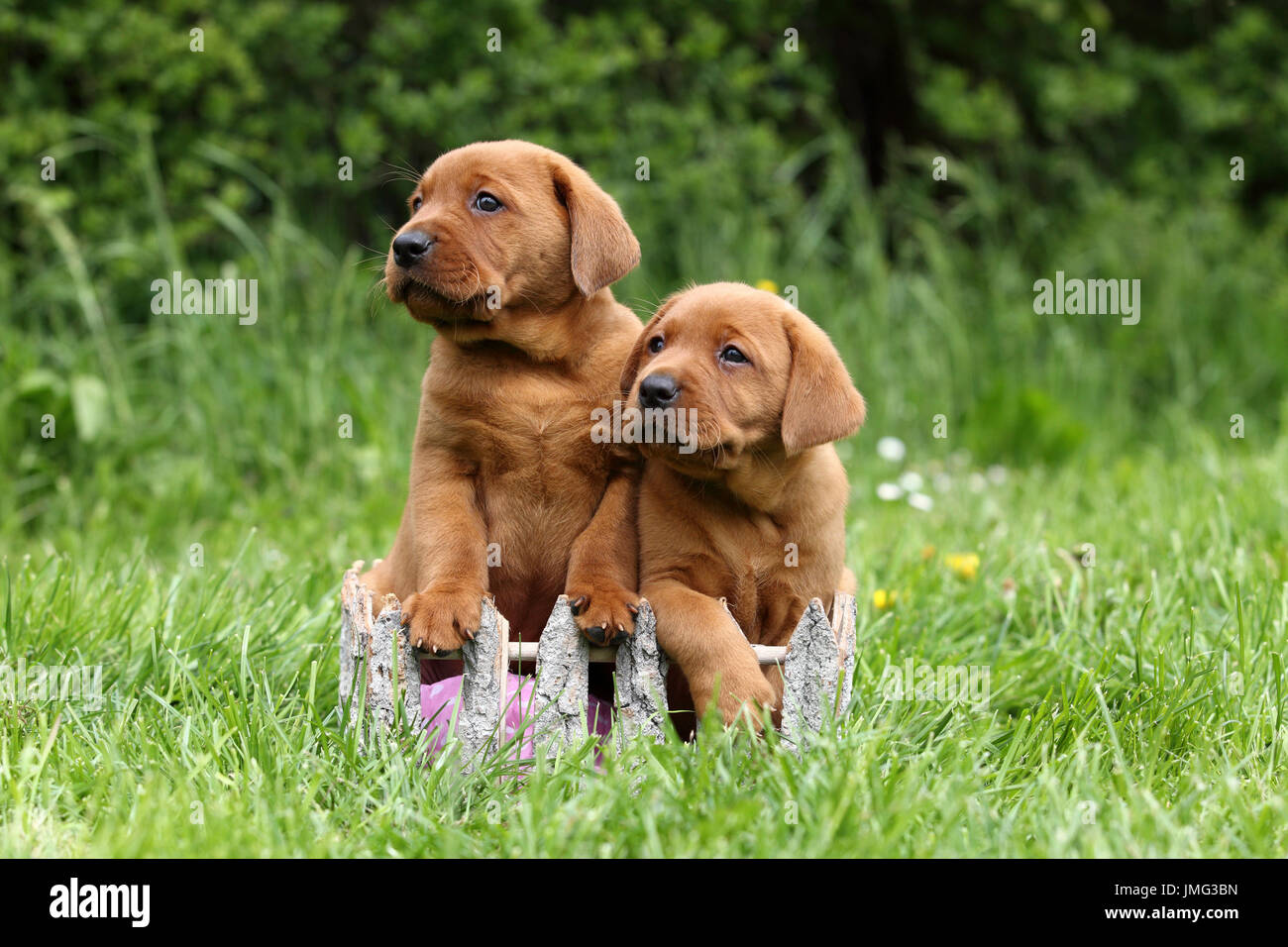 Labrador Retriever. Two puppies (6 weeks old) sitting on a meadow. Germany Stock Photo