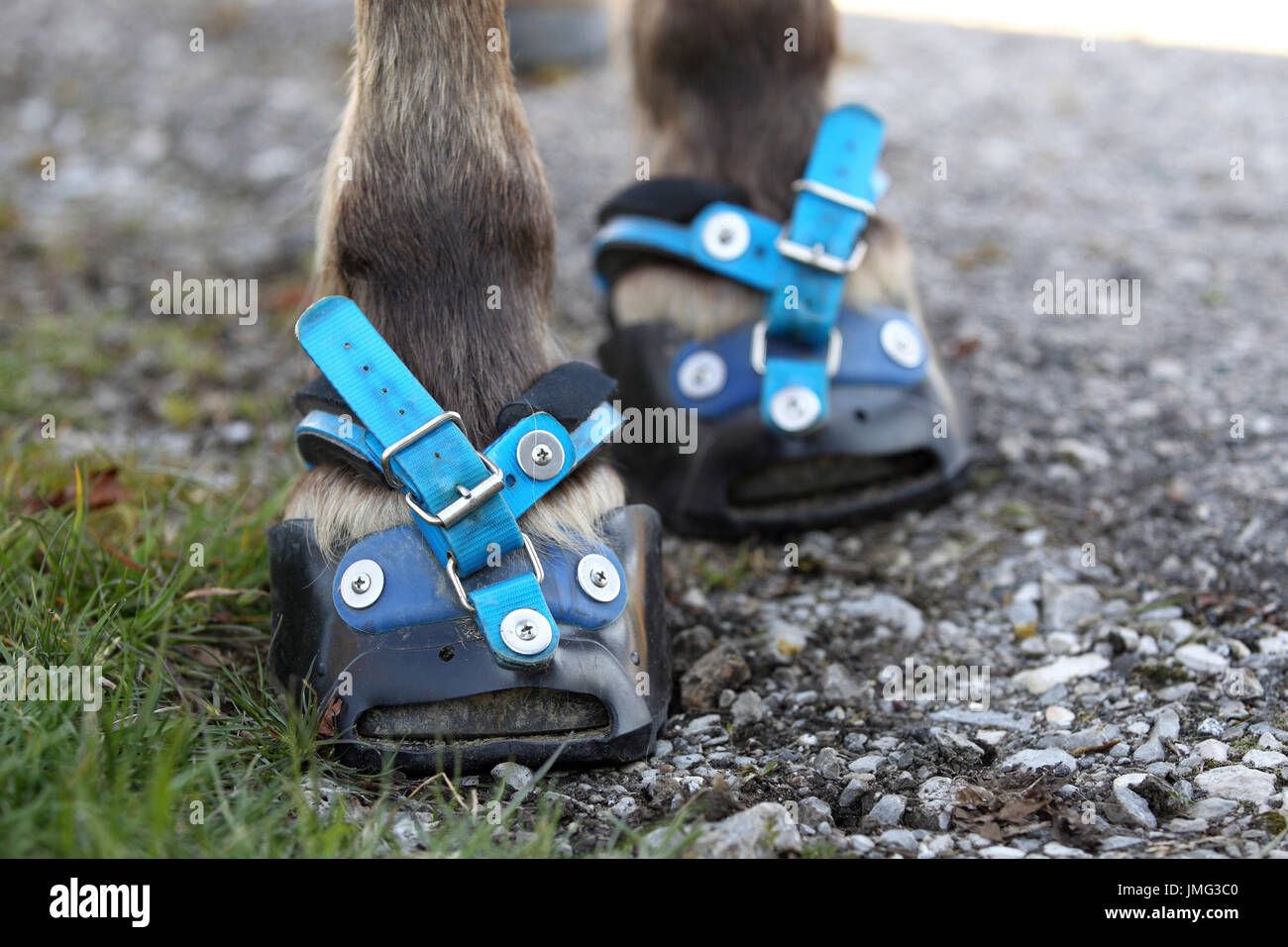 Domestic horse. Hooves with horse boot. Germany Stock Photo