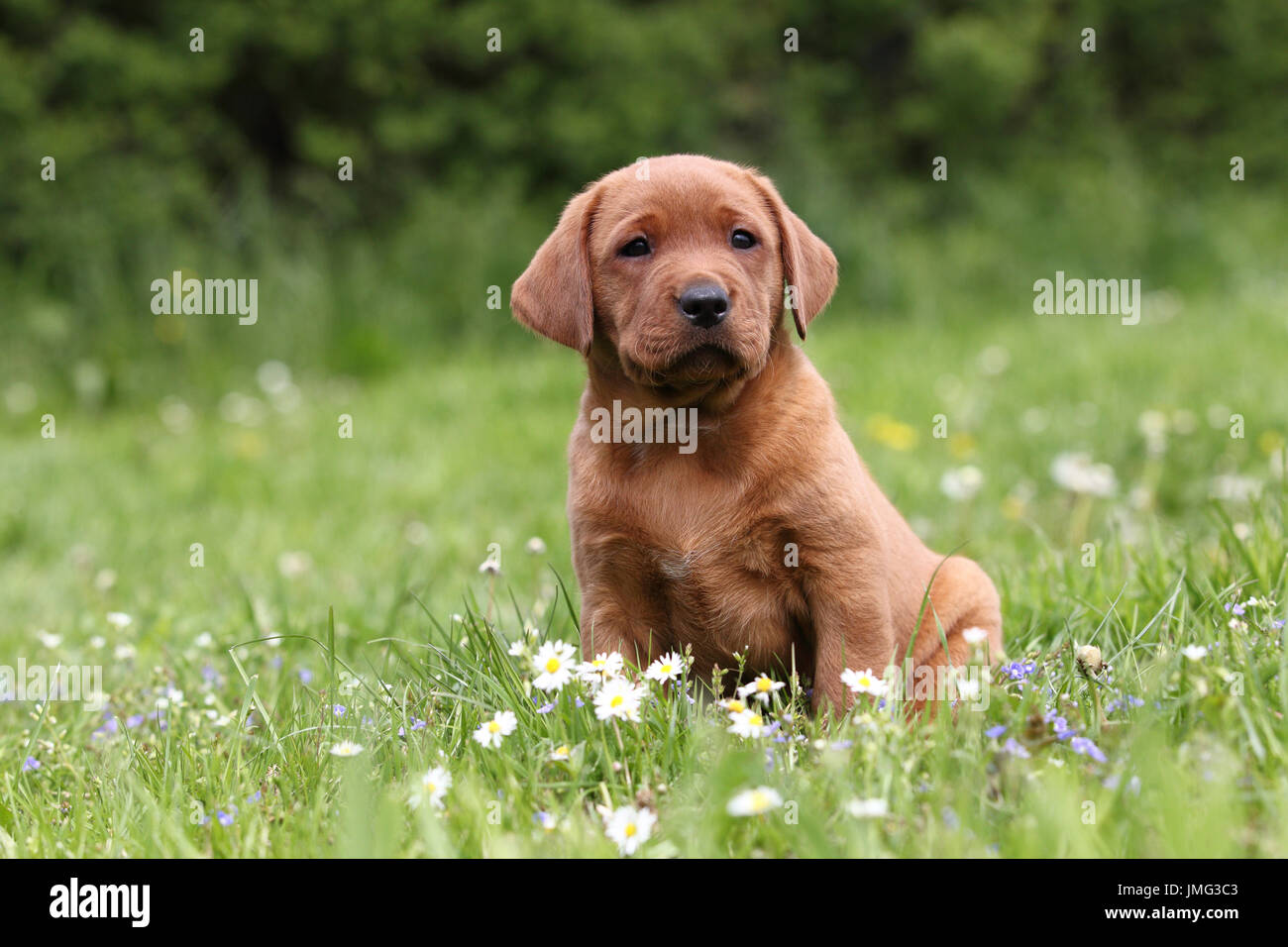 Labrador Retriever. Puppy (6 weeks old) sitting on a meadow. Germany Stock Photo