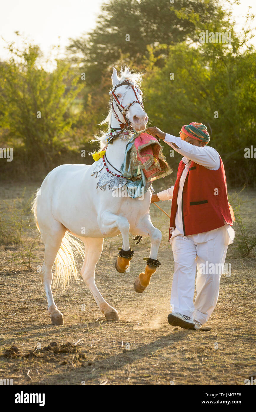 Marwari Horse. Dominant white mare performing a Levade during a traditional horse dance. Rajasthan, India Stock Photo