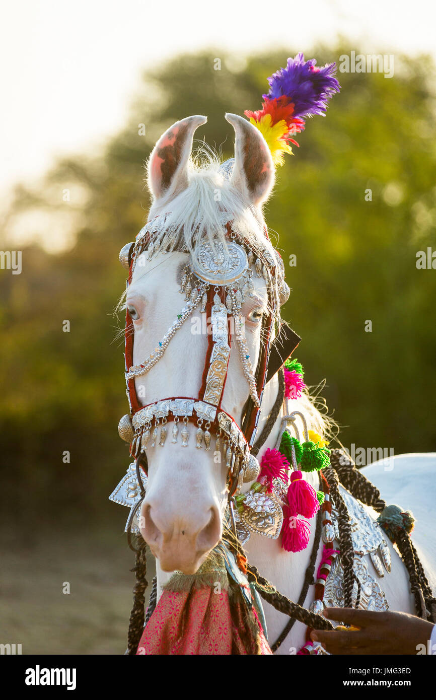Marwari Horse. Portrait of dominant white mare decorated with colourful headgear. Rajasthan, India Stock Photo