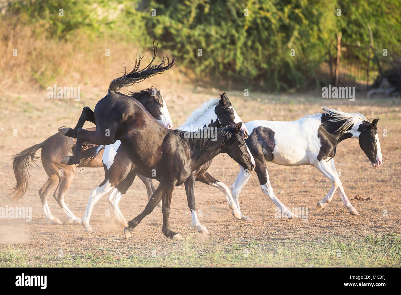 Marwari Horse. Group galloping in dry grass. India Stock Photo