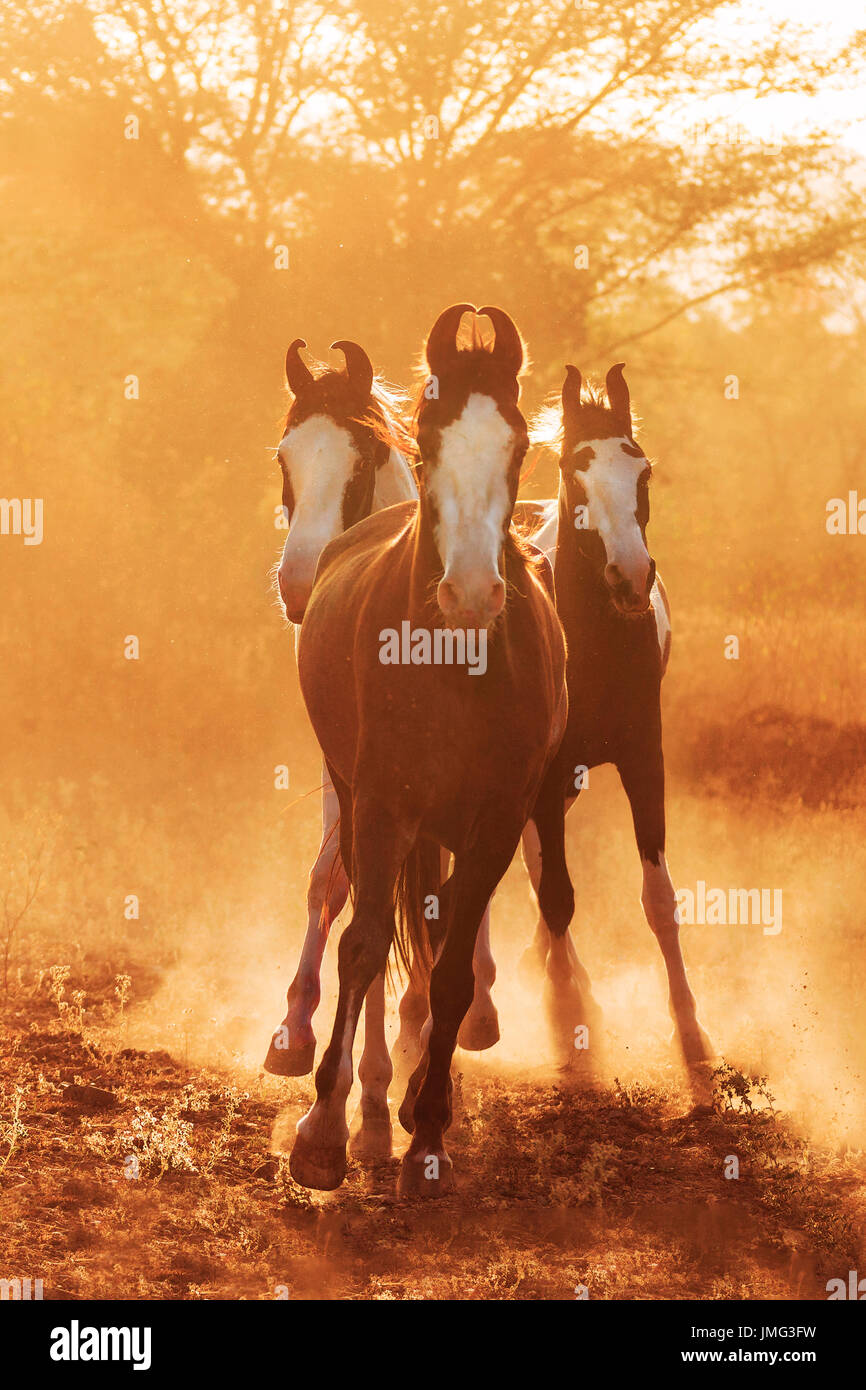 Marwari Horse. Group galloping in evening light. India Stock Photo