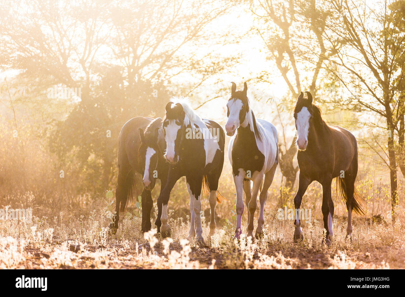 Marwari Horse. Group walking in evening light. India Stock Photo