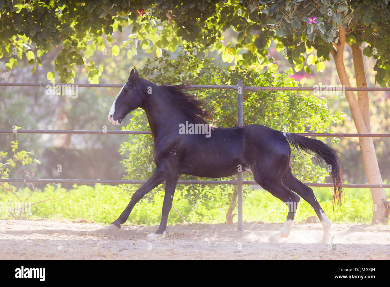 Marwari Horse. Black mare galloping in a paddock. India Stock Photo