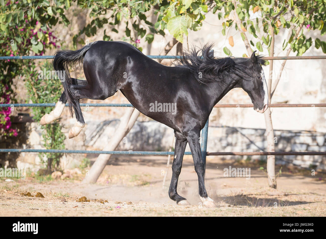 Marwari Horse. Black mare kicking in a paddock. India Stock Photo