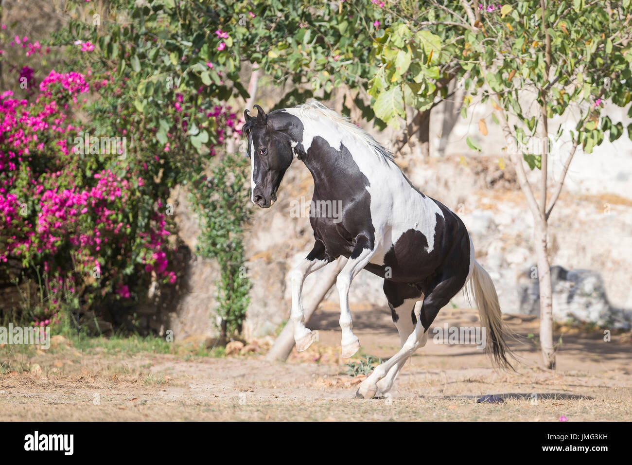 Marwari Horse. Piebald stallion rearing in a paddock. India Stock Photo