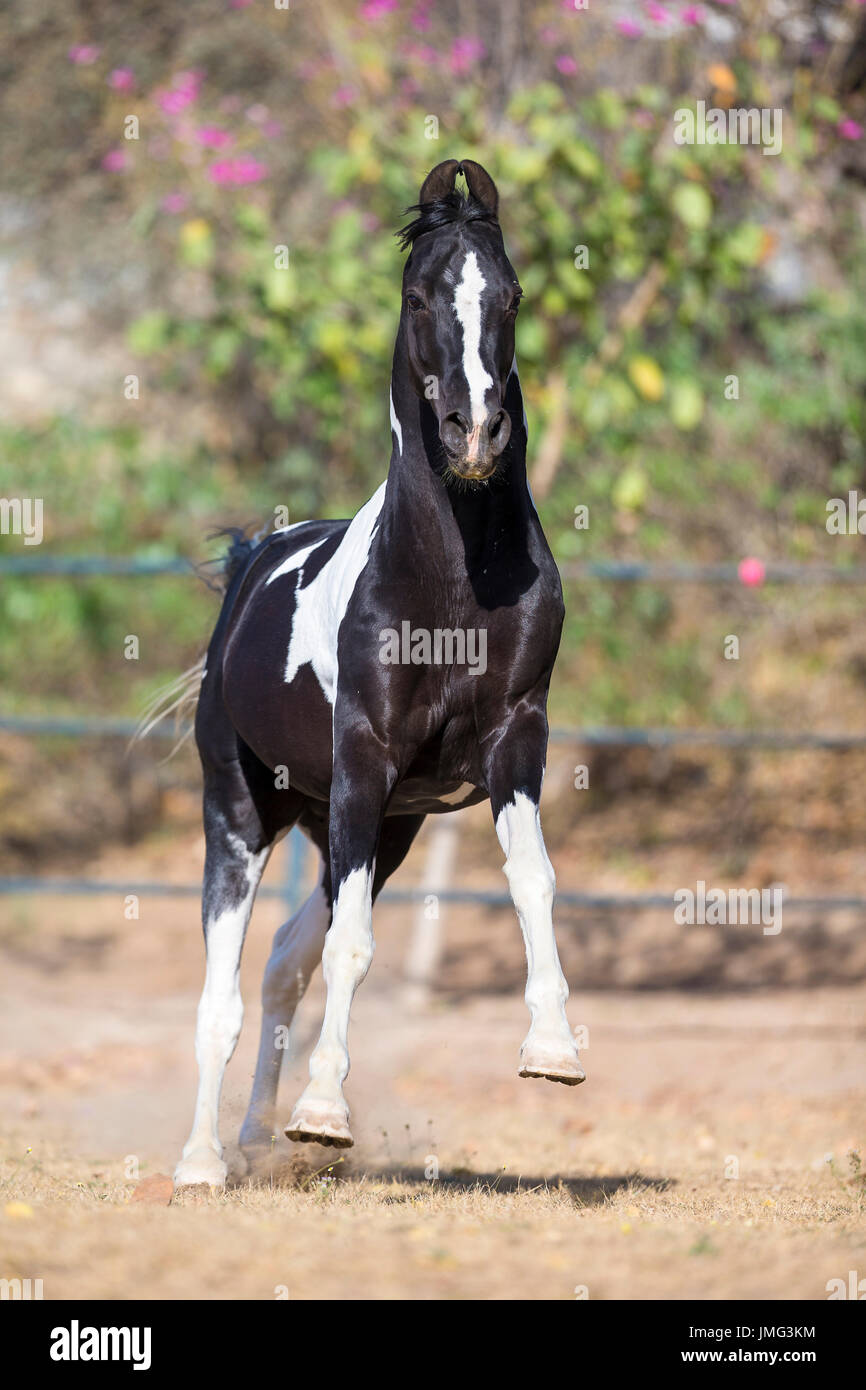 Marwari Horse. Piebald stallion galloping in a paddock. India Stock Photo