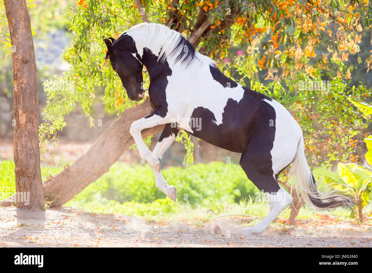 Marwari Horse. Piebald stallion rearing in a paddock. India Stock Photo