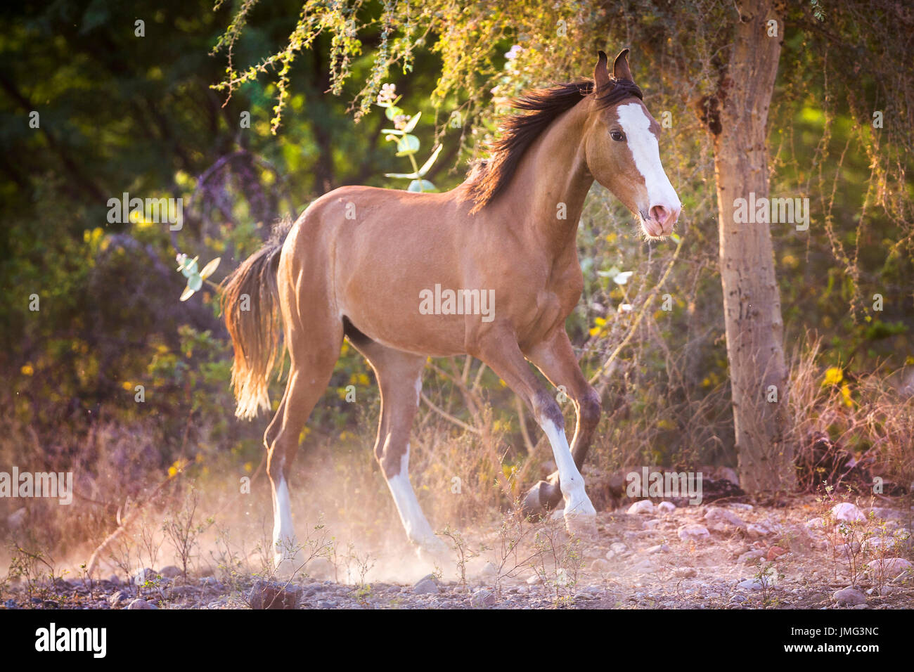 Marwari Horse. Chestnut mare galloping on stony ground. India Stock Photo
