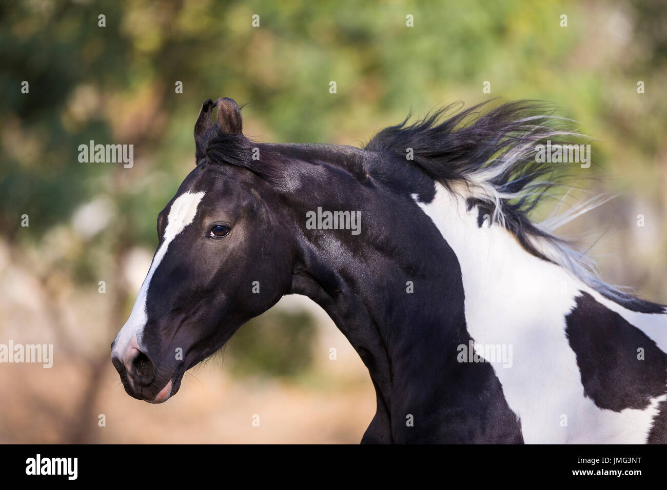 Marwari Horse. Piebald stallion galloping in a paddock, portrait. India Stock Photo