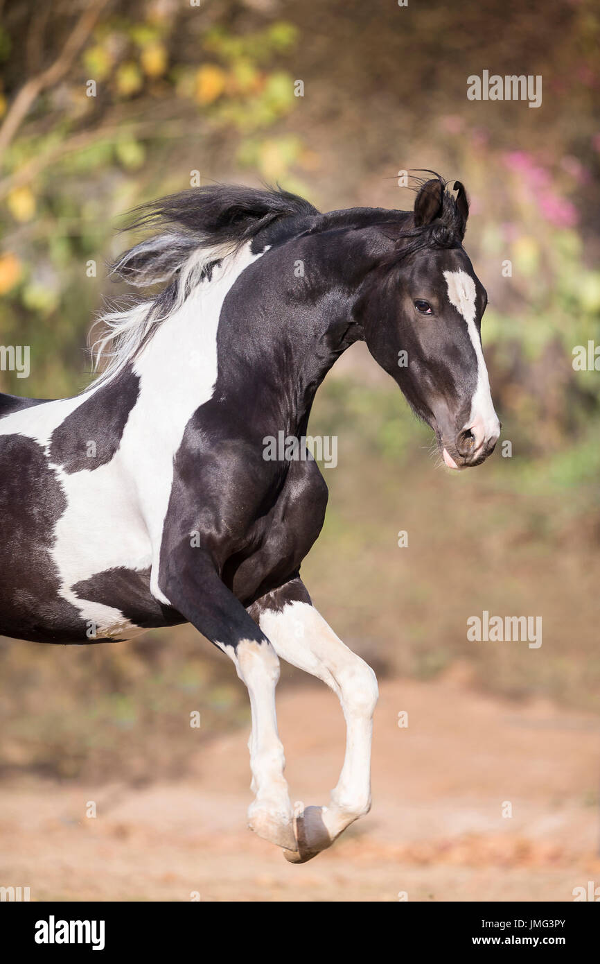https://c8.alamy.com/comp/JMG3PY/marwari-horse-piebald-stallion-galloping-in-a-paddock-india-JMG3PY.jpg