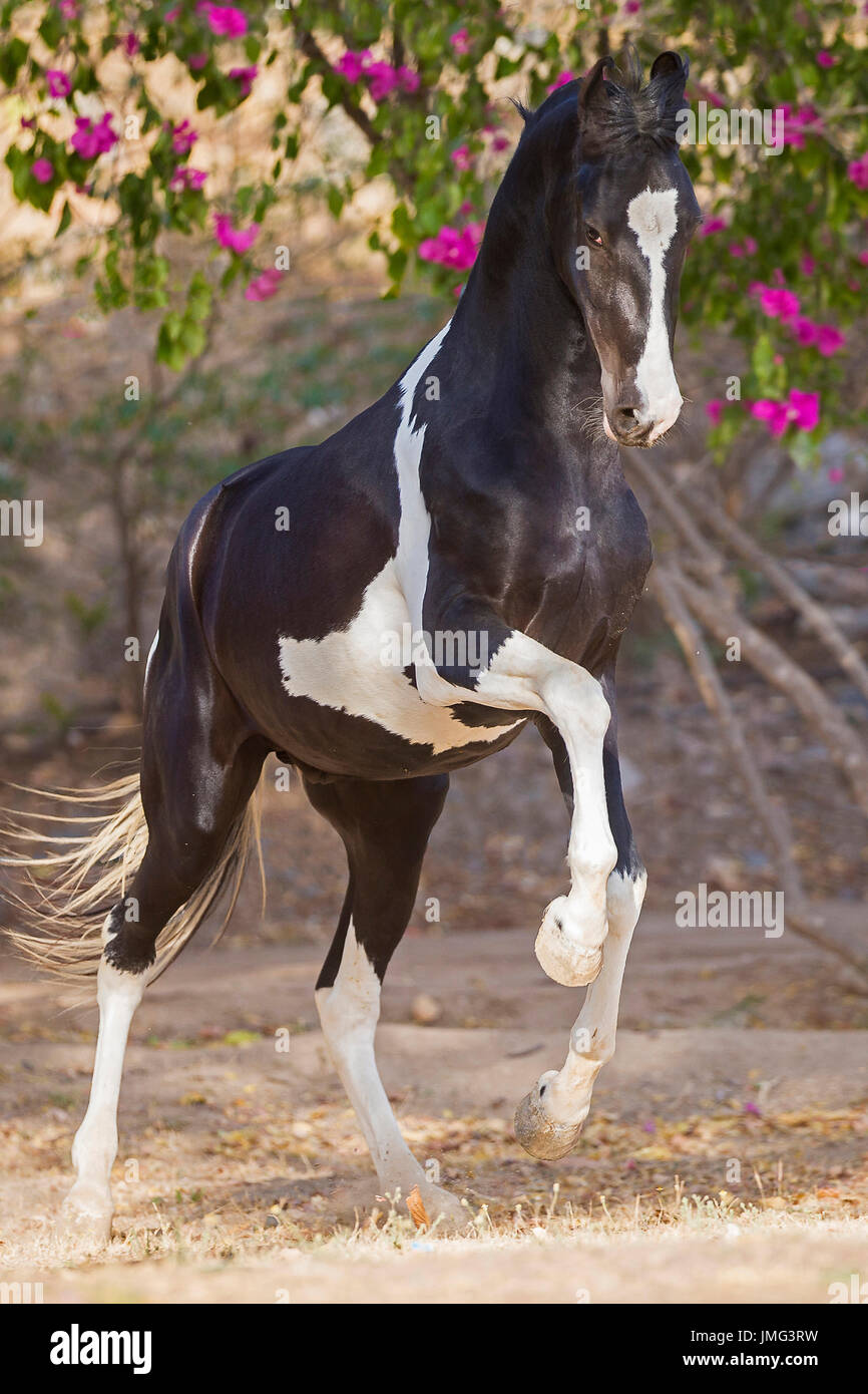 Marwari Horse. Piebald stallion showing-off in a paddock. India Stock Photo