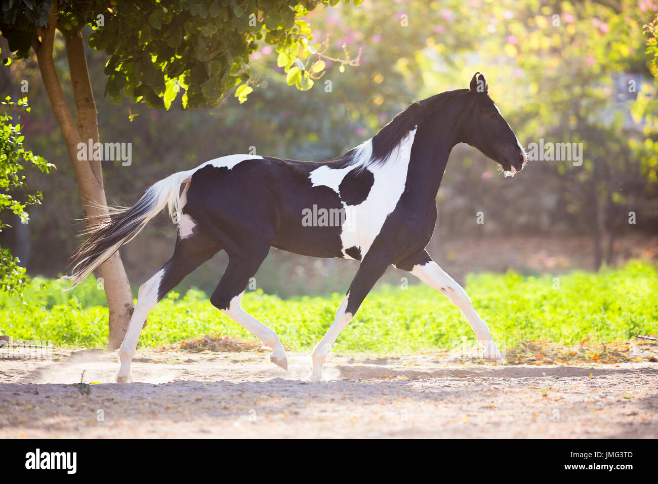 Marwari Horse. Piebald stallion trotting in a paddock. India Stock Photo