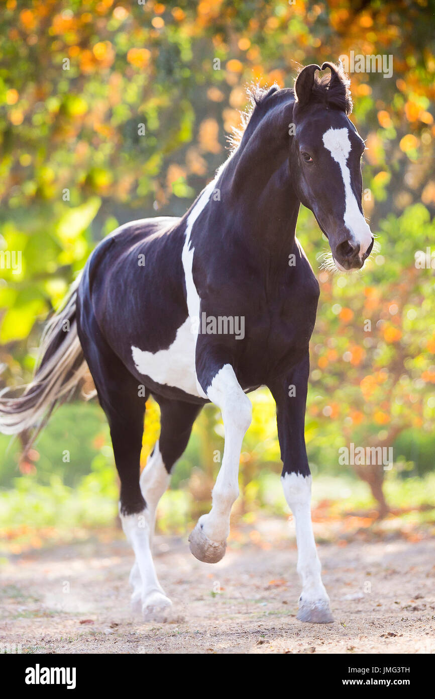 Marwari Horse. Piebald stallion galloping in a paddock. India Stock