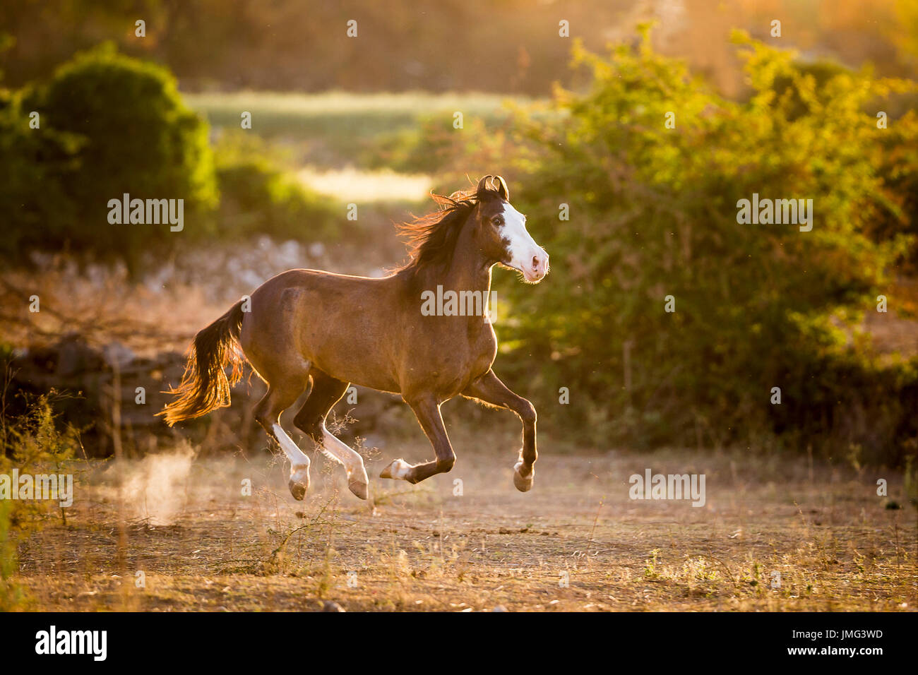 Marwari Horse. Juvenile mare galloping on dry grass, evening light. India Stock Photo