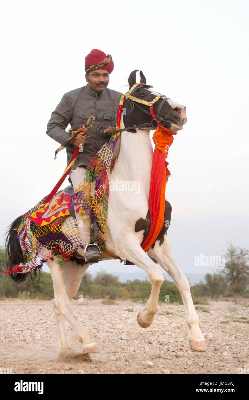 Marwari Horse. Rider on pinto mare in full gallop. Rajasthan, India Stock Photo