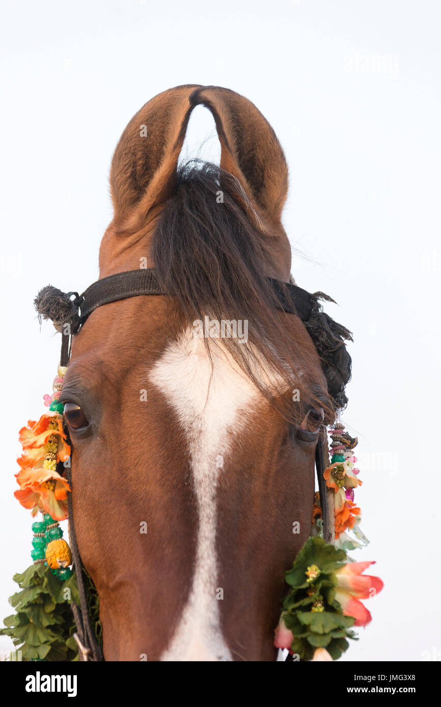 Marwari Horse. Portrait showing Inward-curving ears. Rajasthan, India. Stock Photo