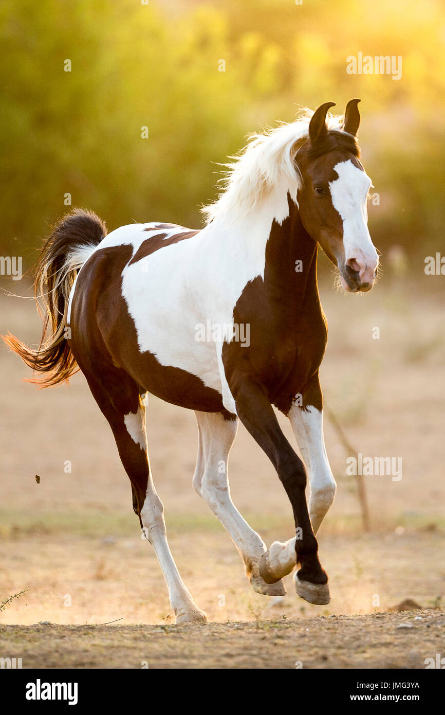 Marwari Horse. Skewbald mare galloping on sand. India Stock Photo