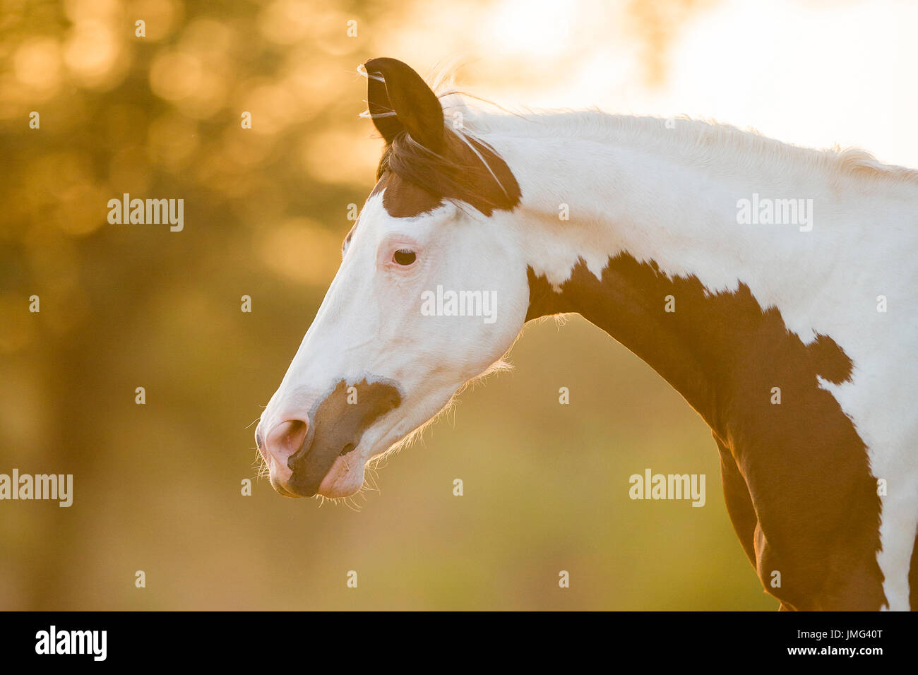 Marwari Horse. Portrait of skewbald mare. India Stock Photo