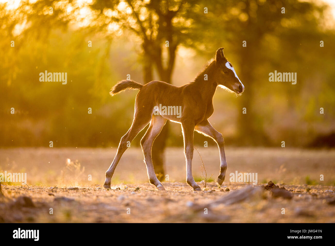 Marwari Horse. Bay filly-foal trotting in evening light. India Stock Photo