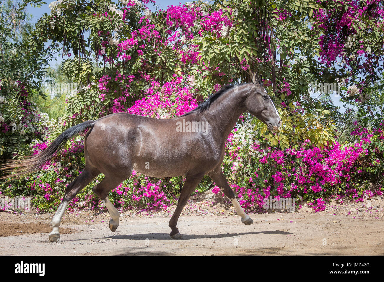 Marwari Horse. Mare trotting in a paddock, with flowering Bougainvillea in background. Rajasthan, India. Stock Photo