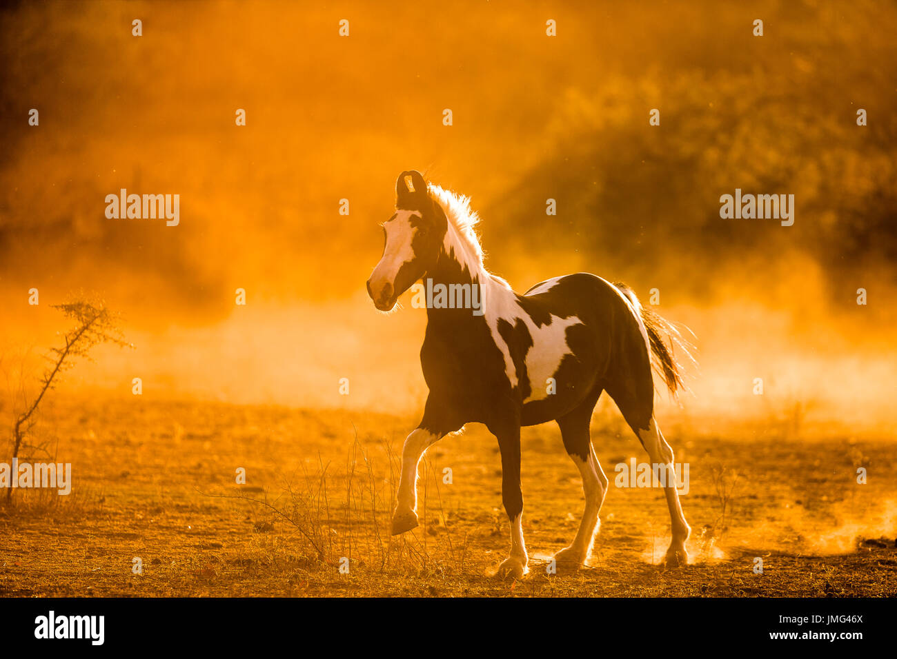 Marwari Horse. Piebald mare galloping in evening light. India Stock Photo