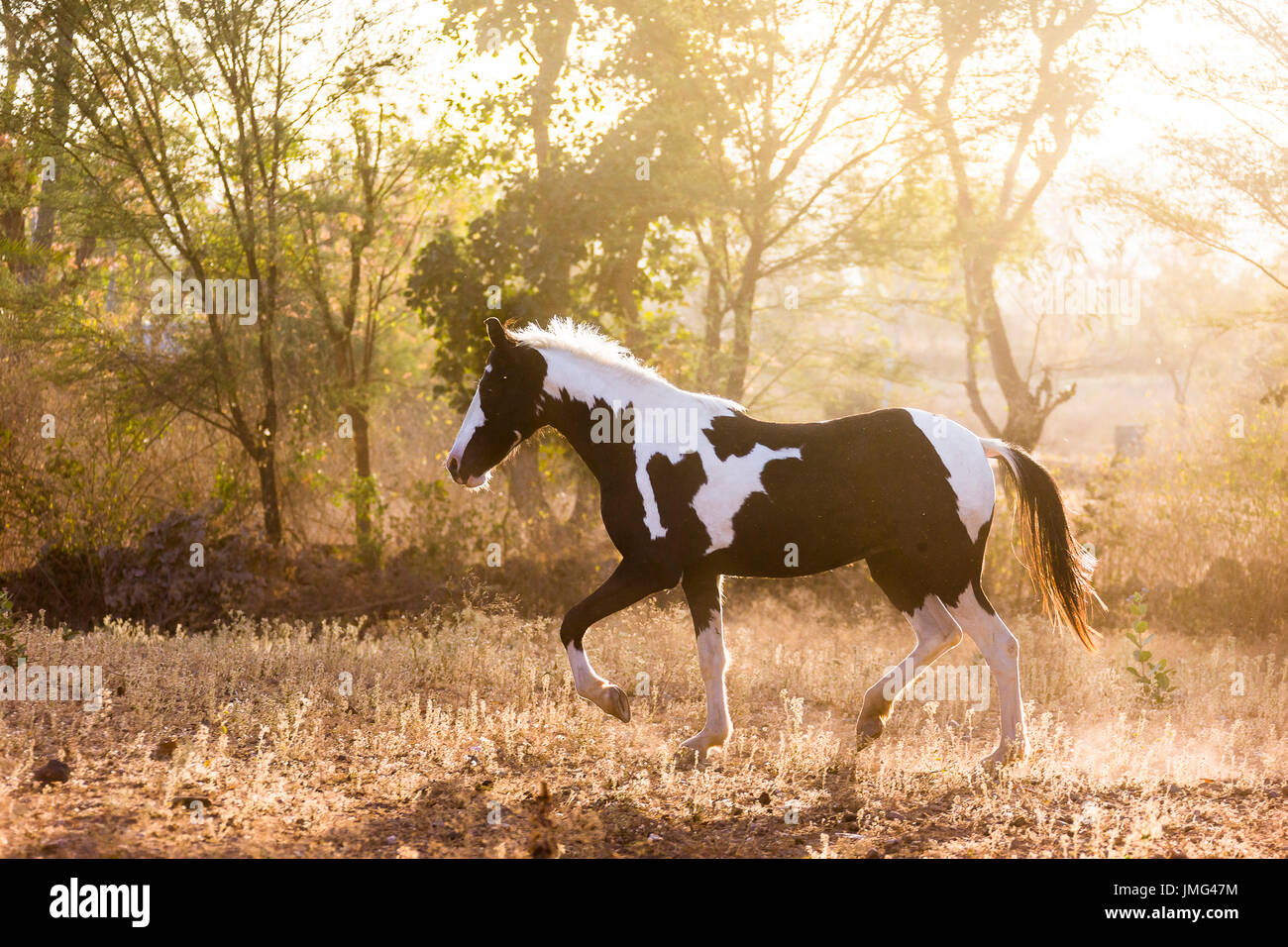 Marwari Horse. Piebald mare trotting in evening light. India Stock