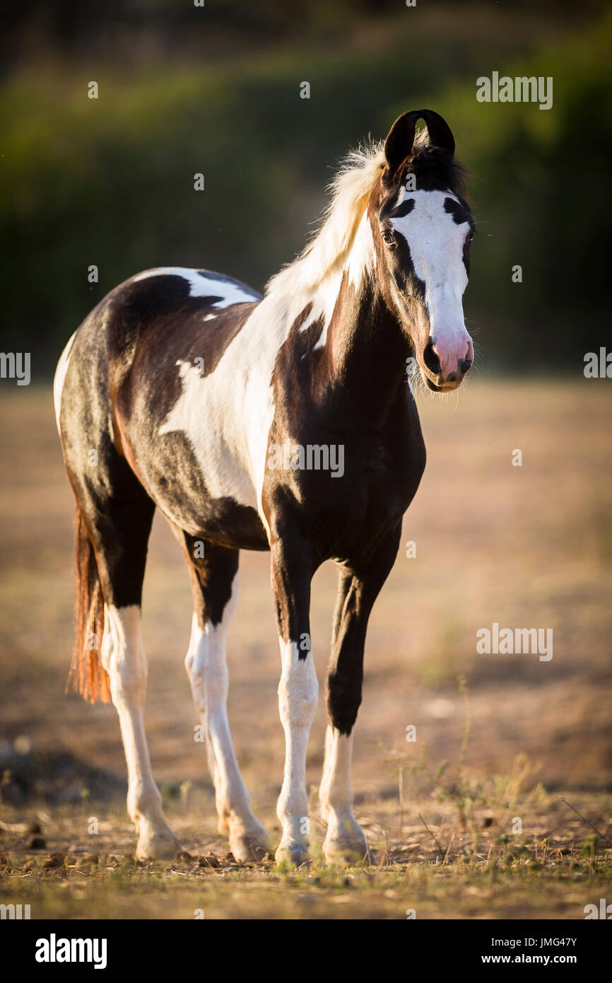 Marwari Horse. Piebald mare standing in evening light. India Stock Photo