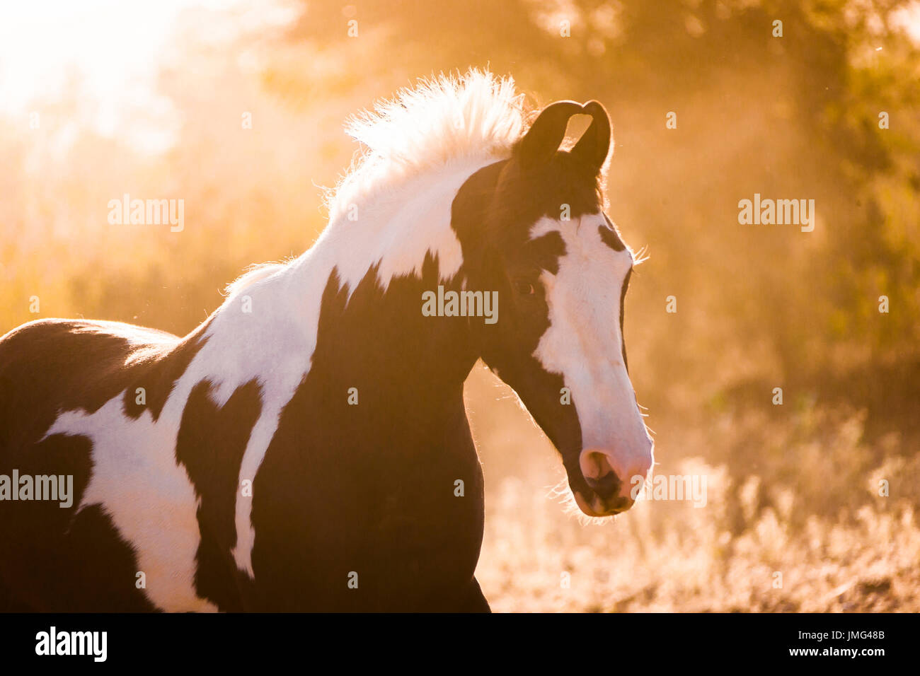 Marwari Horse. Portrait of piebald mare in evening light. India Stock