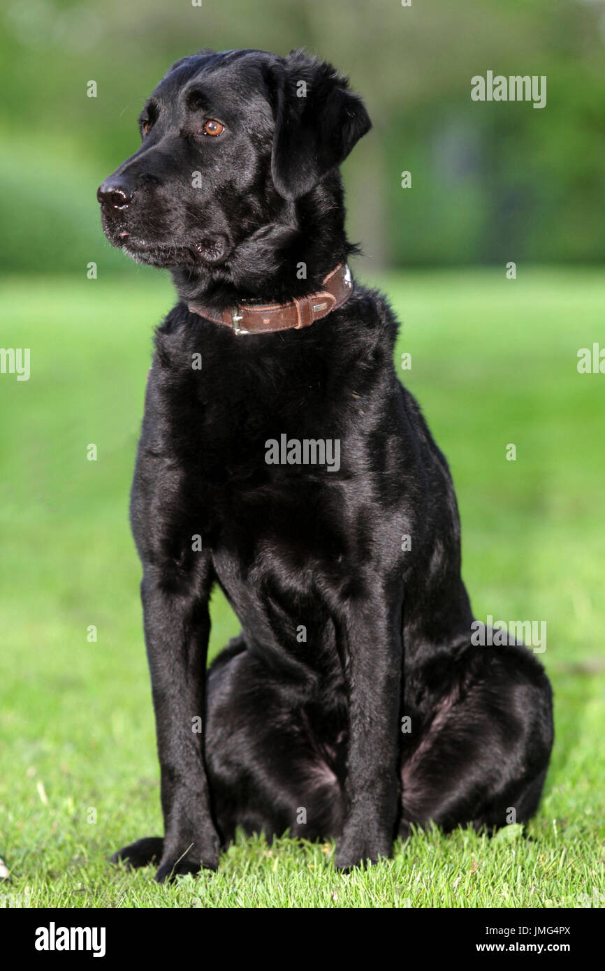 Black Labrador, male sitting Stock Photo