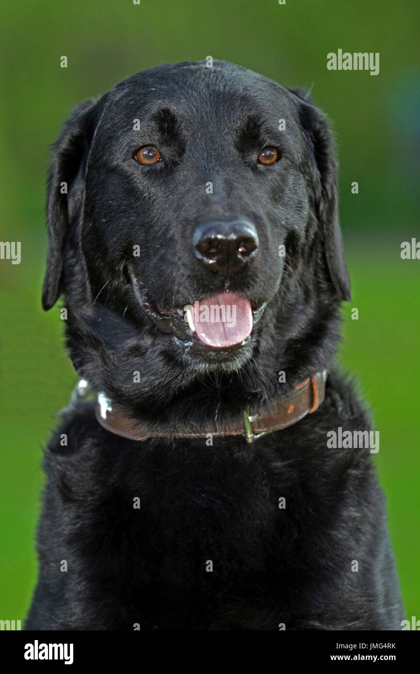 Black Labrador, male, Portrait Stock Photo
