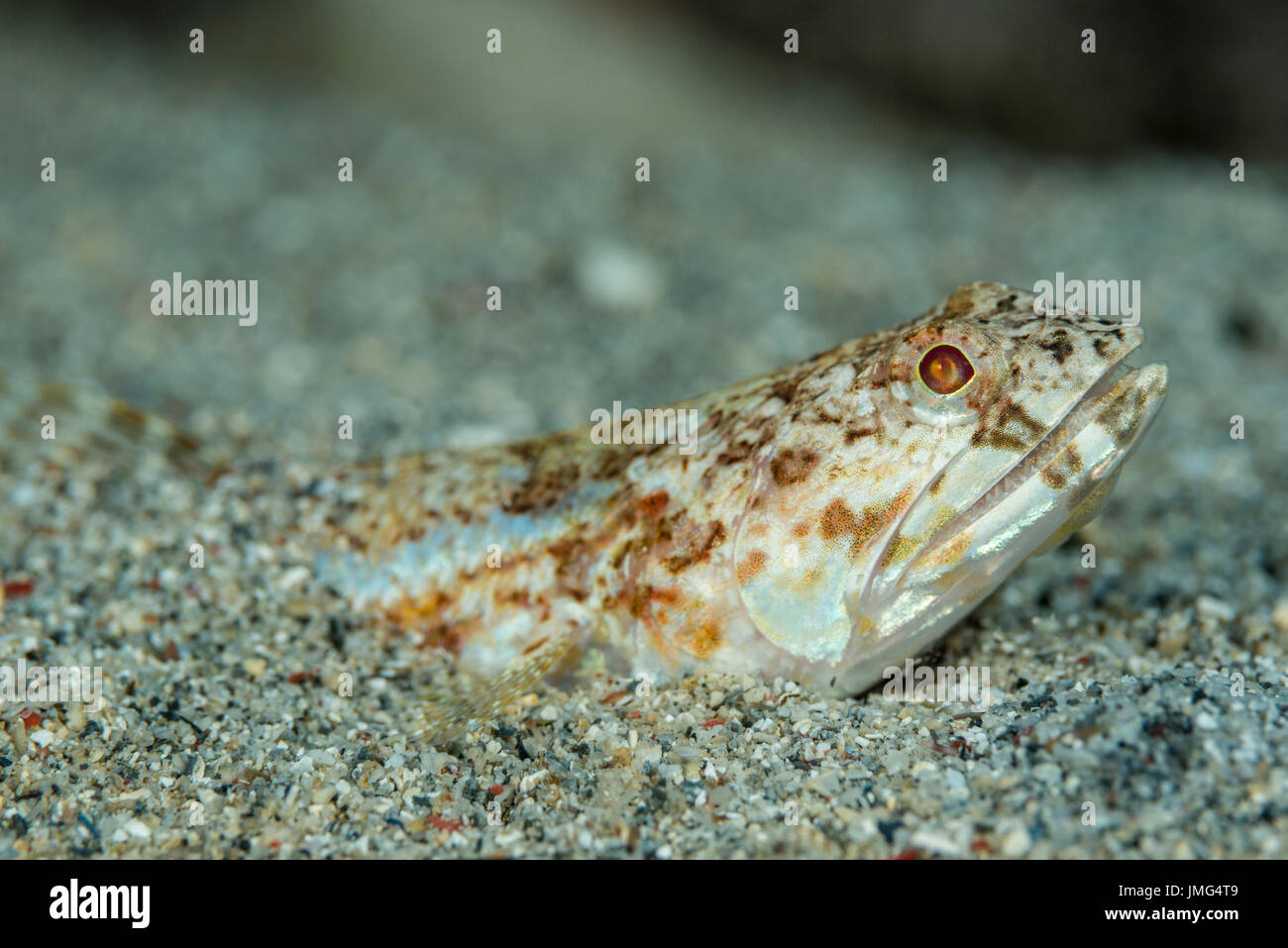 Lizardfish (Synodus dermatogenys) dugged into the sandy ground... Stock Photo