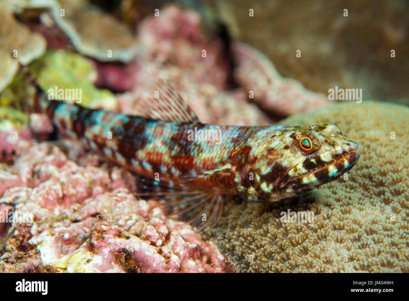 Lizardfish (Synodus variegatus)  .. Stock Photo