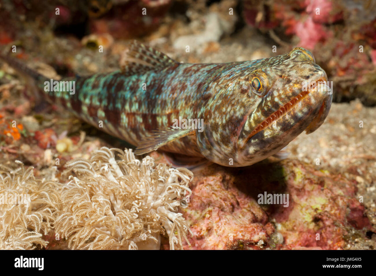 Lizardfish (Synodus variegatus) . . Stock Photo