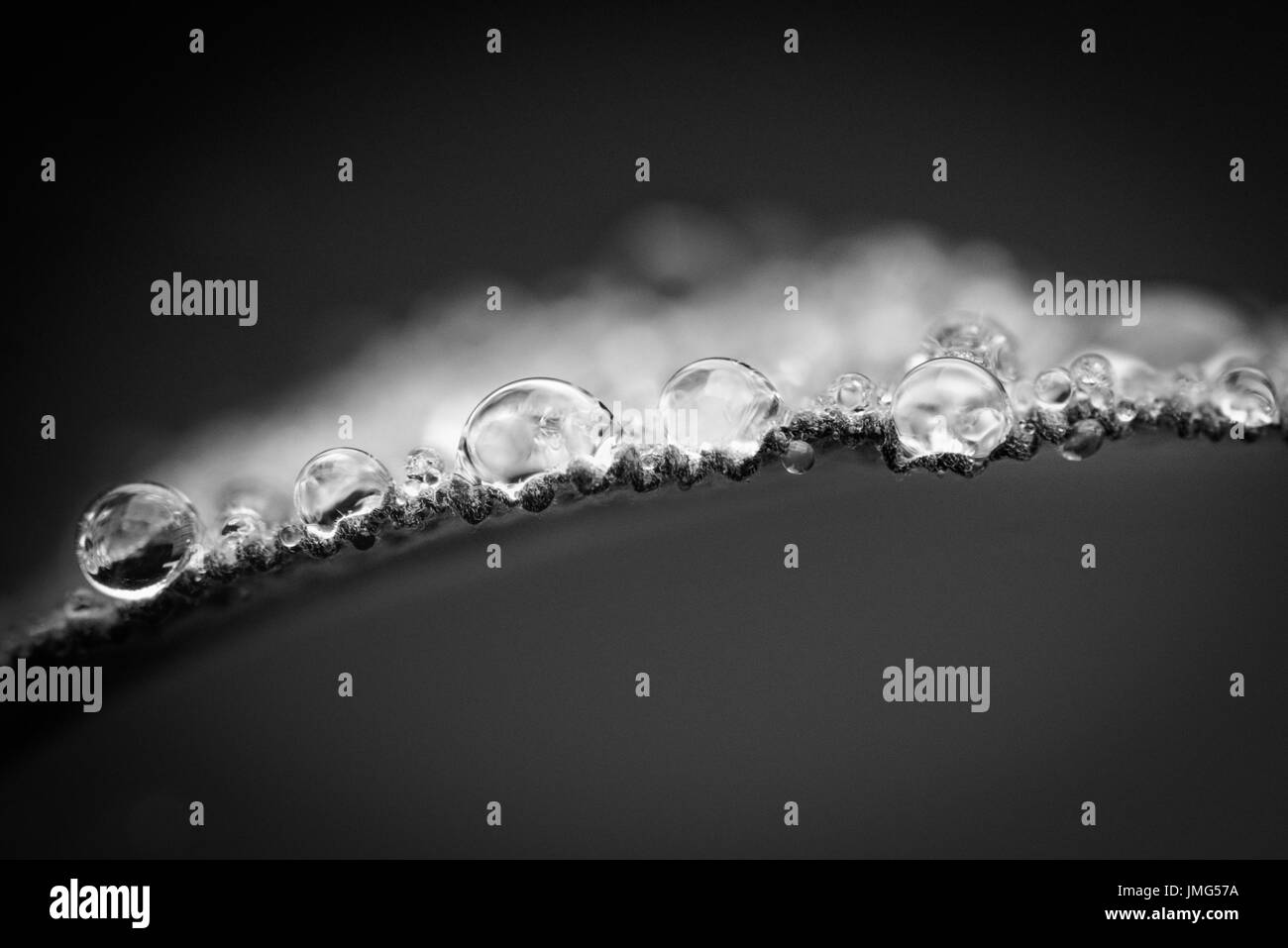 Raindrops on sage leaf Stock Photo