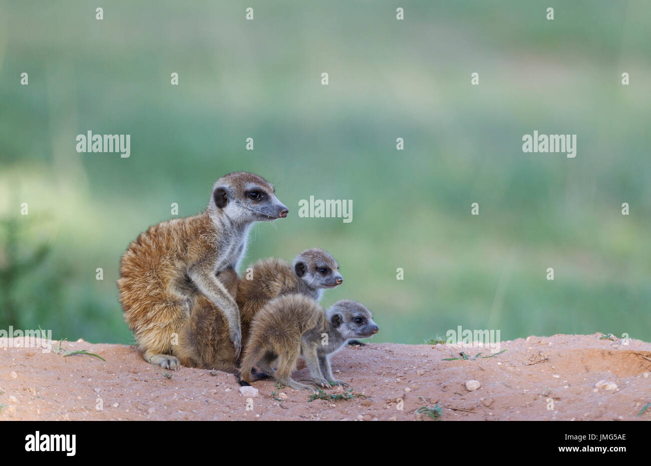 Suricate (Suricata suricatta). Female with three young in the eveninght at their burrow. One young is suckling. During the rainy season in green surroundings. Kalahari Desert, Kgalagadi Transfrontier Park, South Africa. Stock Photo