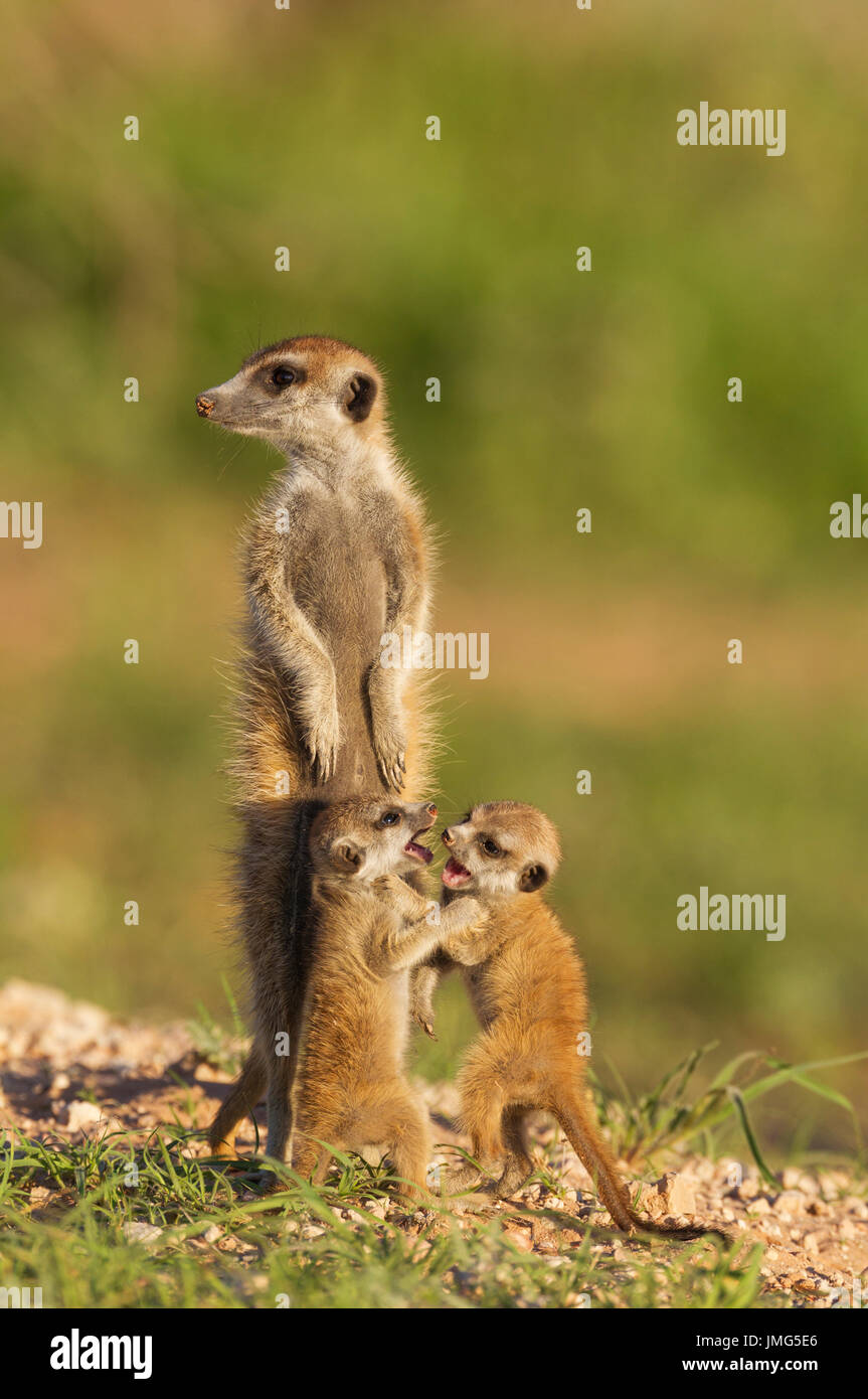 Suricate (Suricata suricatta). Female with two suckling young on the lookout. During the rainy season in green surroundings. Kalahari Desert, Kgalagadi Transfrontier Park, South Africa. Stock Photo