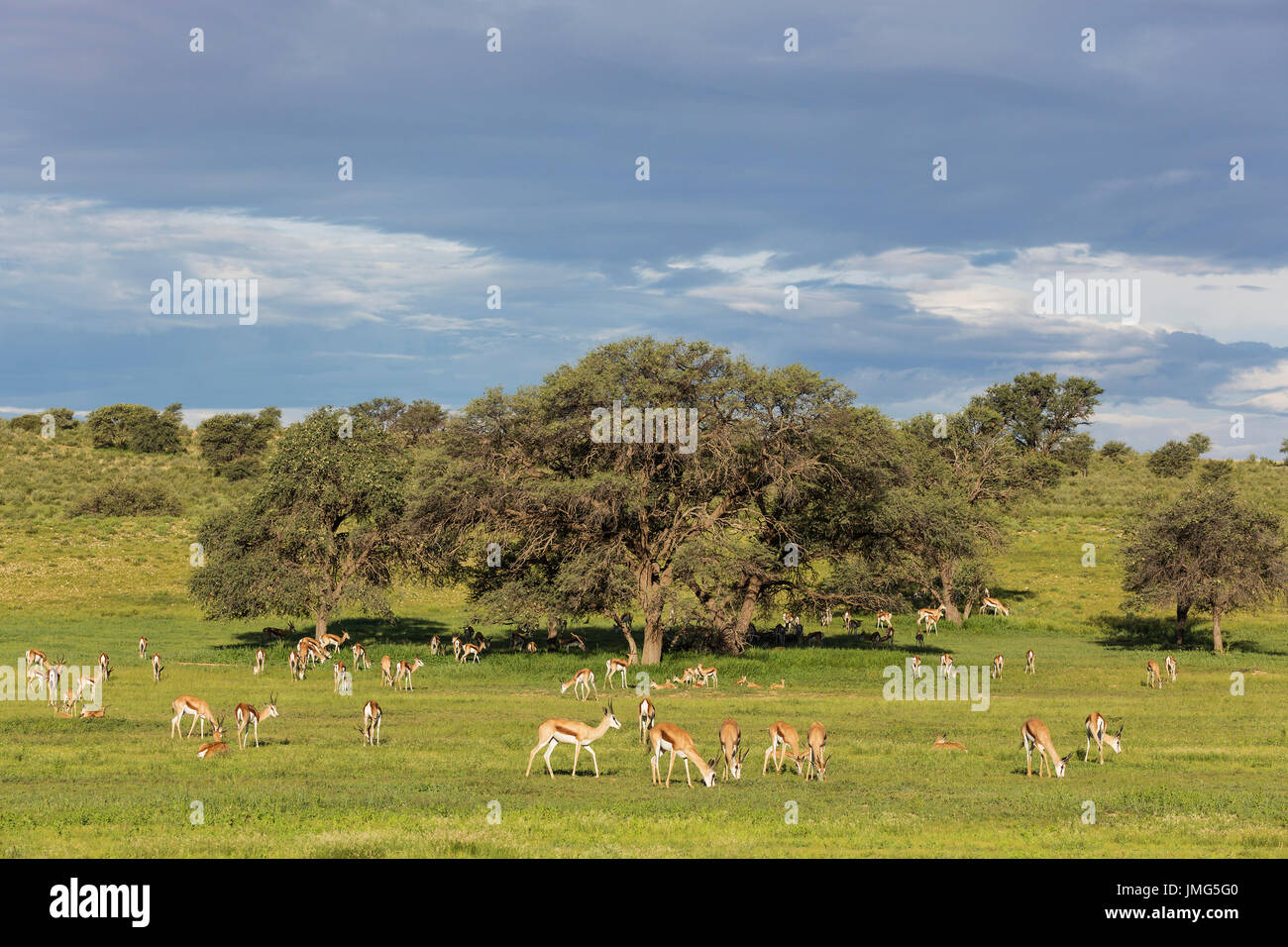 Springbok (Antidorcas marsupialis)  Large herd grazing in the Auob riverbed with its camelthorn trees (Acacia erioloba. During the rainy season in green surroundings Stock Photo