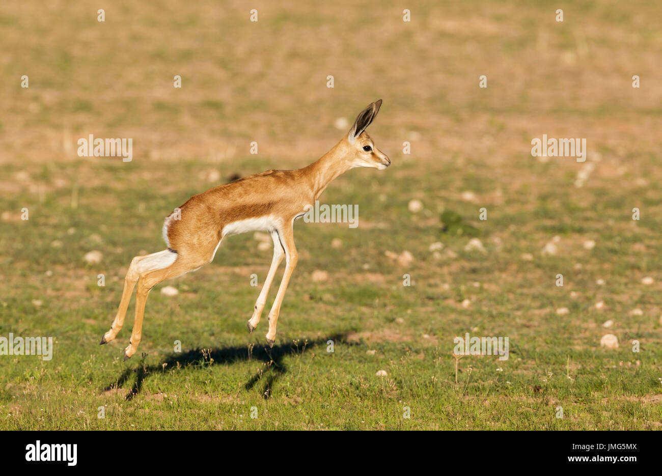 Springbok (Antidorcas marsupialis) pronking lamb. During the rainy season in green surroundings Stock Photo