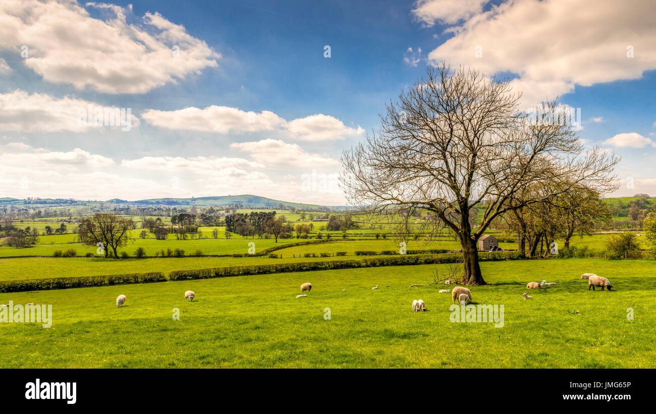 Sprintime Lambs in Derbyshire countryside Stock Photo