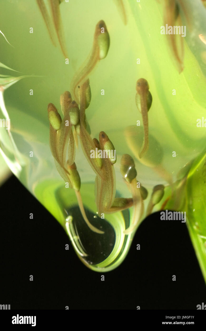 Egg clutch of arboreal frogs in Madagascar Madagascar Stock Photo Alamy