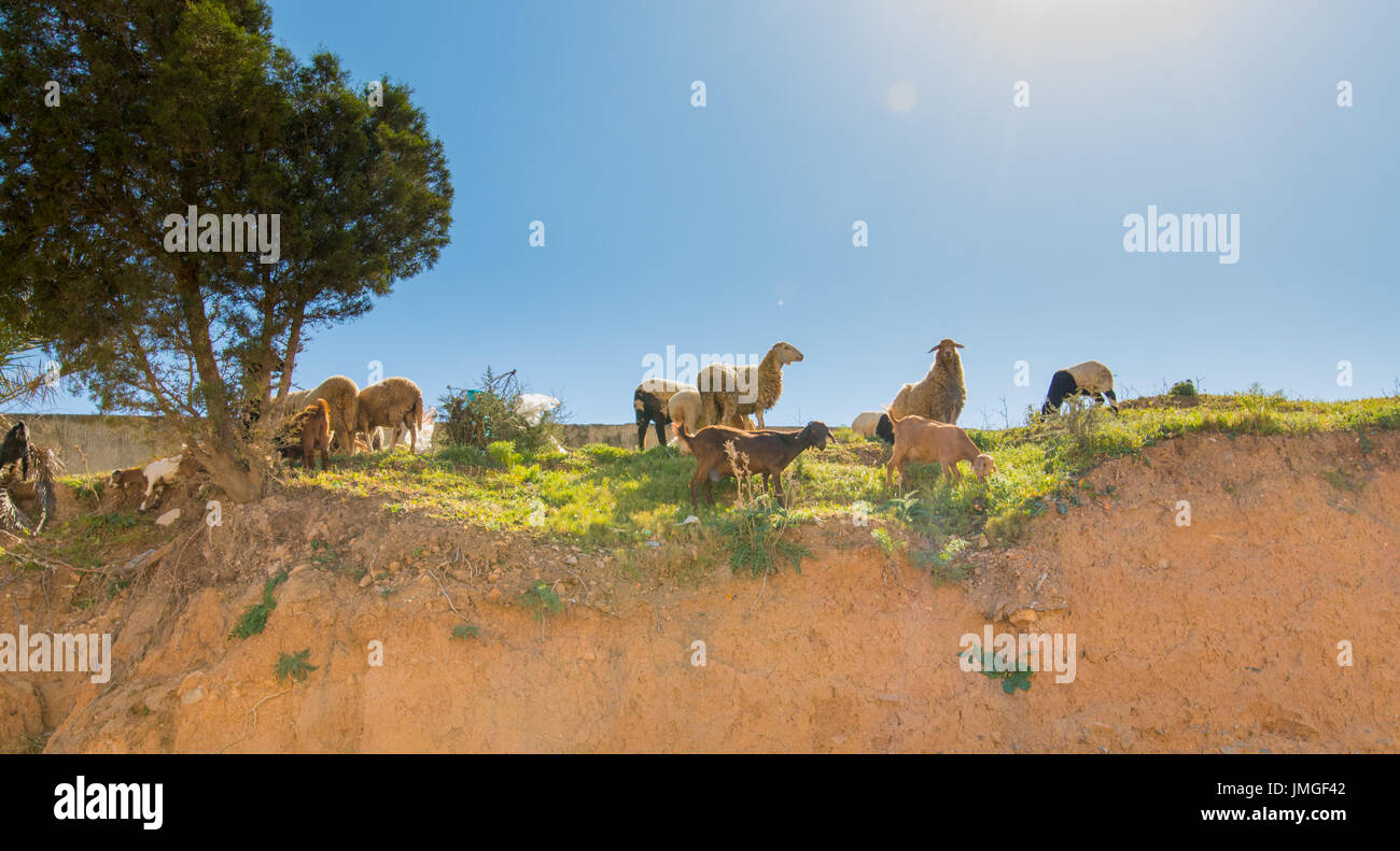 A flock of sheep in the mountains Stock Photo - Alamy