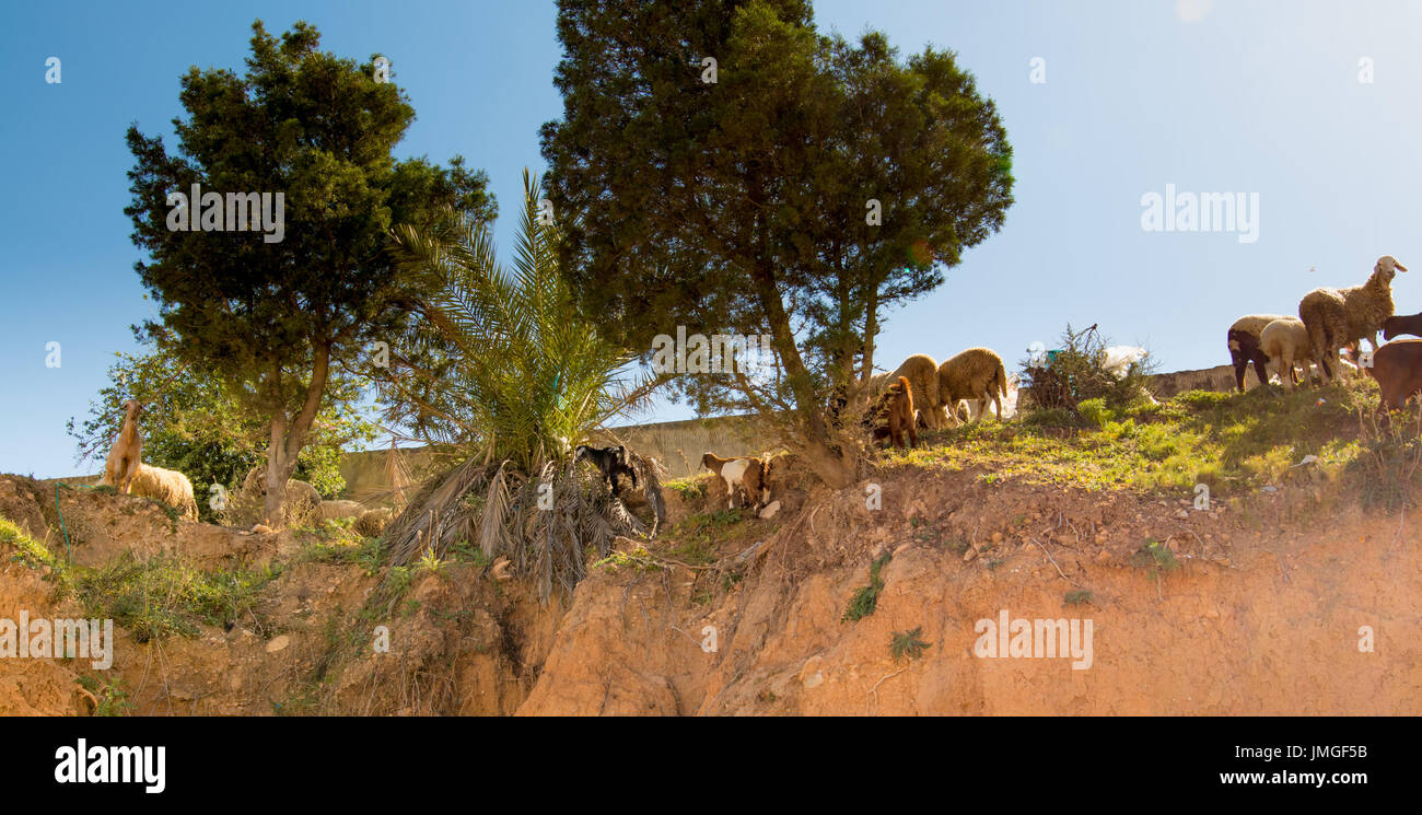 A flock of sheep in the mountains Stock Photo - Alamy