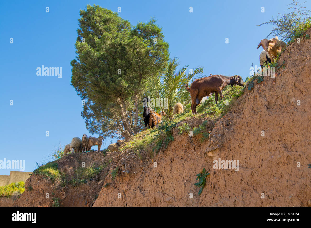 A flock of sheep in the mountains Stock Photo - Alamy