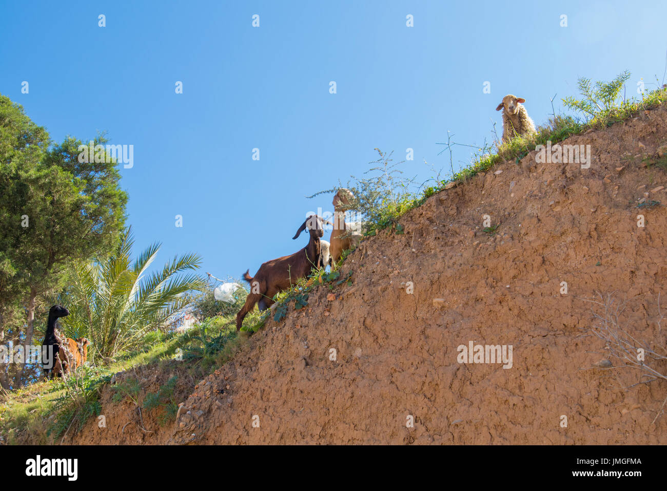 A flock of sheep in the mountains Stock Photo - Alamy
