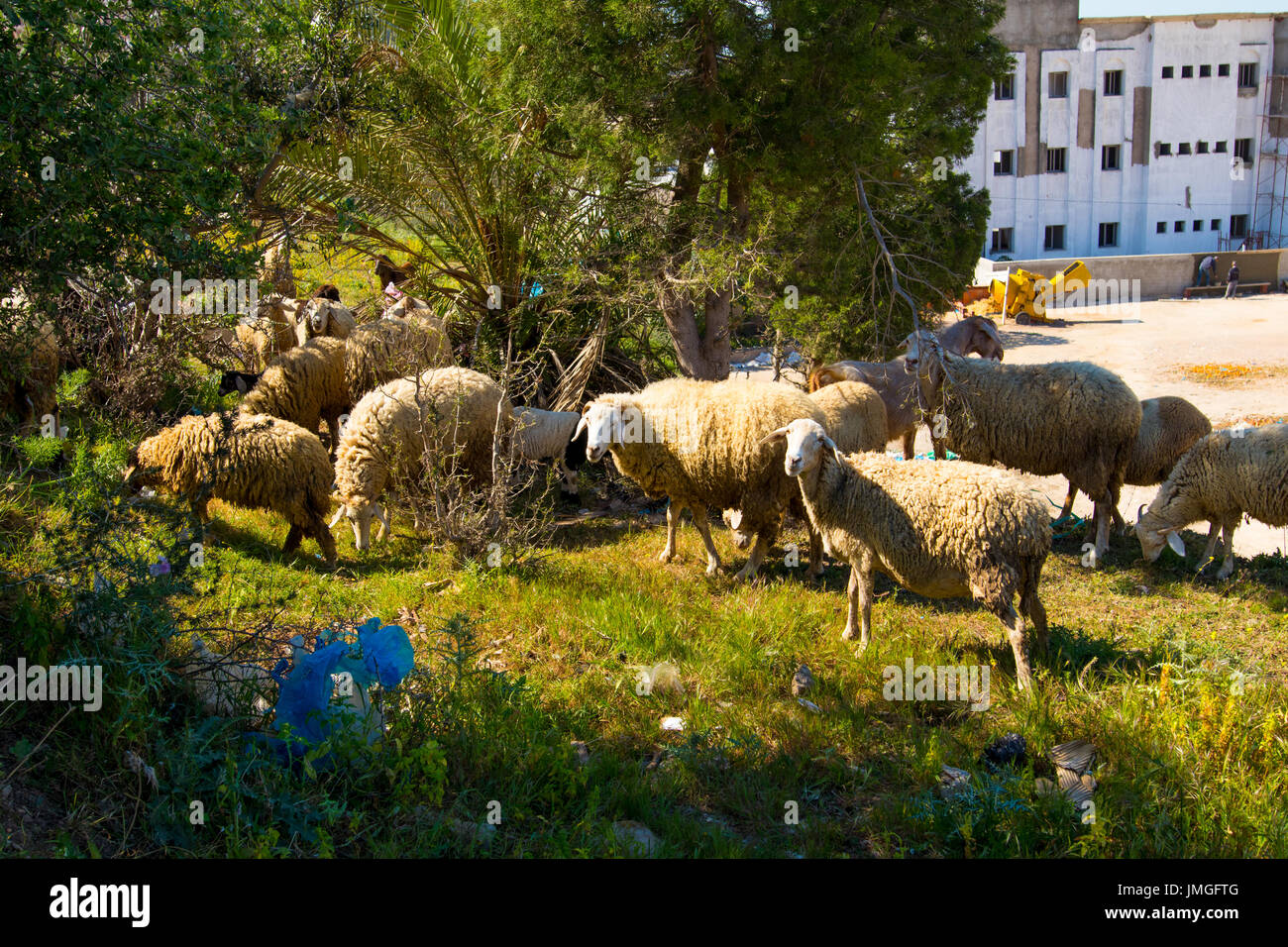 A flock of sheep in the mountains Stock Photo - Alamy